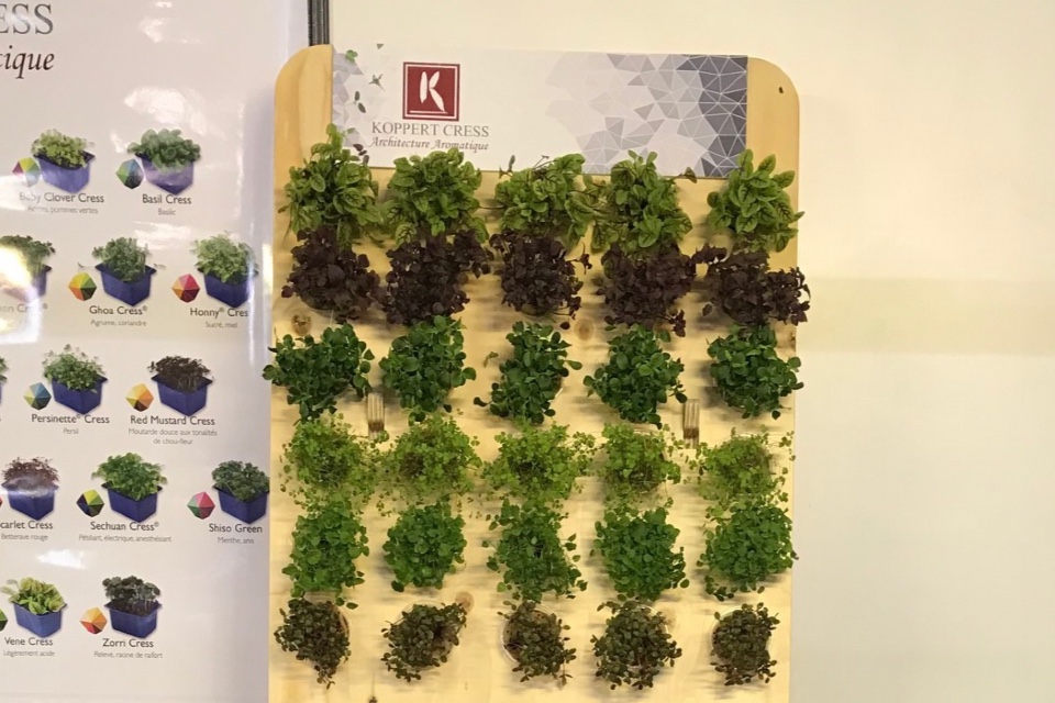 Koppert Cress micro vegetables displays